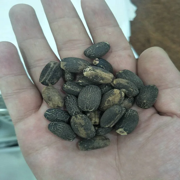 
S207 Mafengshuzhongzi Bulk Supply Best Quality Price Jatropha Seed 