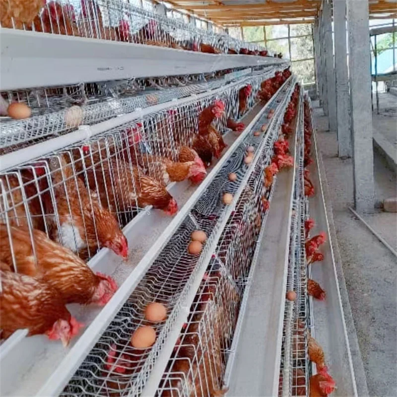 A type 1000 birds automated animal feeding equipment for laying hens