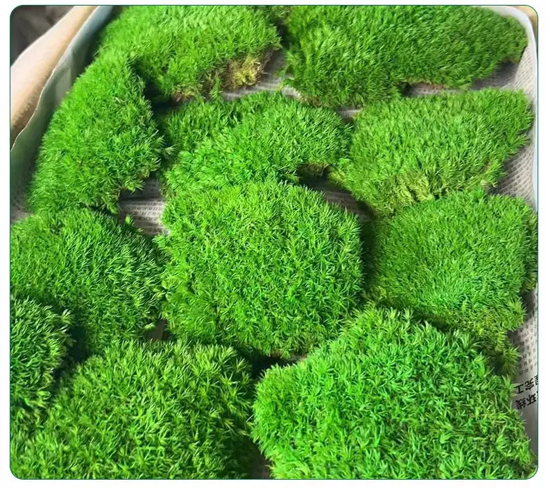 long using time Artificial Moss Preserved Live for landscape indoor and outdoor decorative