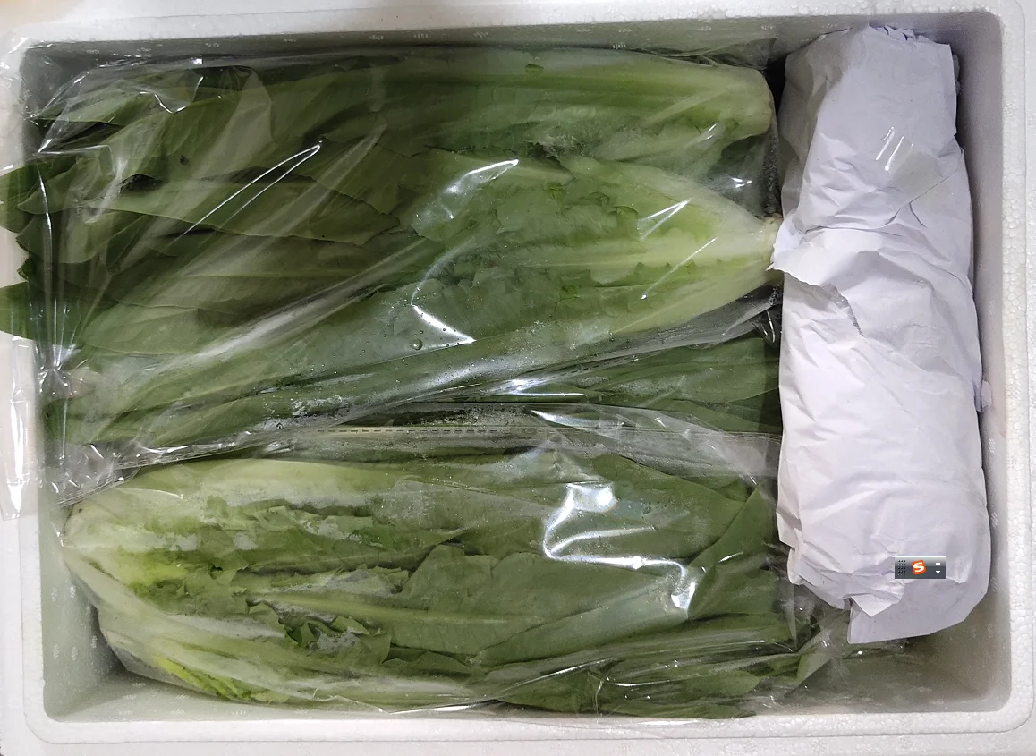 Large wholesale of fresh Lettuce