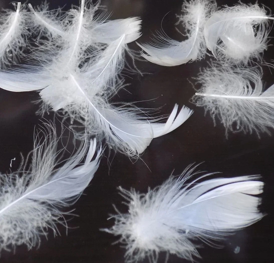 High-Quality Feathers and Down RDS Certificate Natural White 100% Washed Duck Feather 2-4cm for Pillow