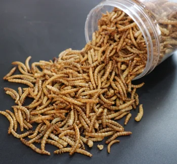 Dried mealworms with high nutrition top grade fish food