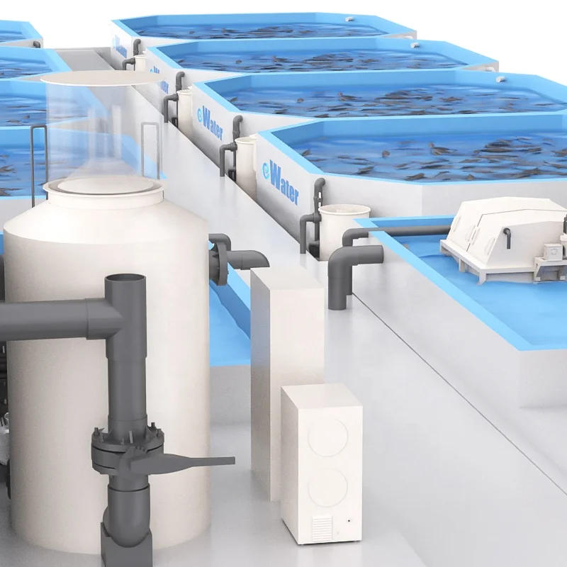 Indoor 300m3 Sea-bass Pisculture fish farming for koi fish and Recirculating Aquaculture System Price