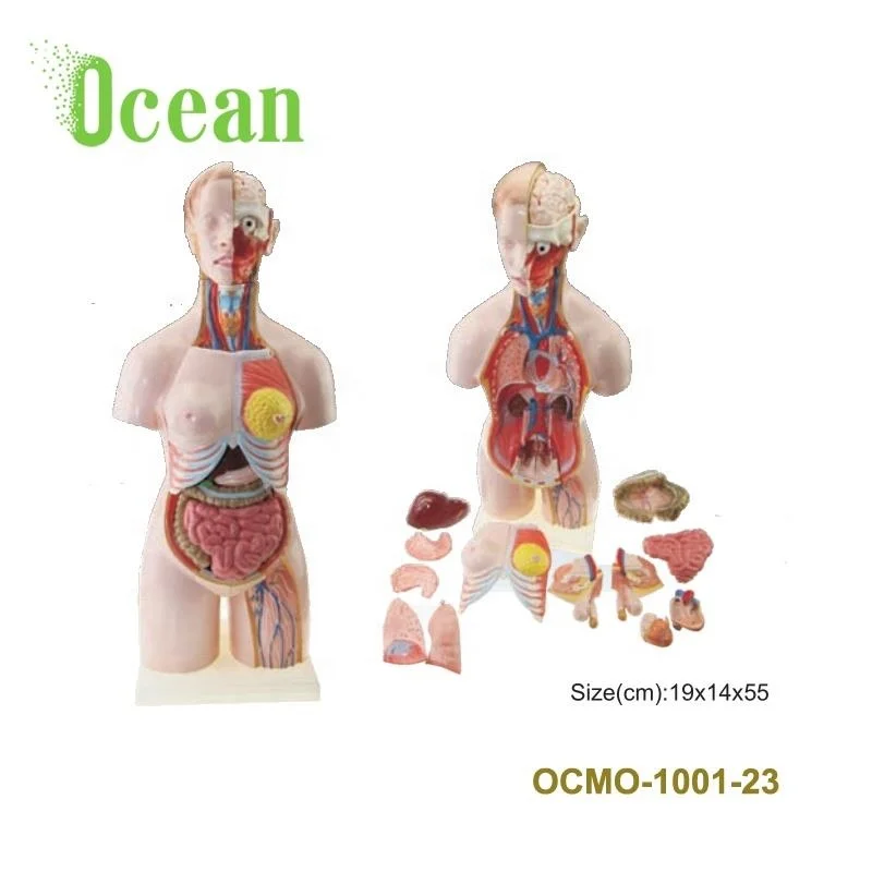 Мужчины с внутренними органы медицинские принадлежности для обучения человеку череп Серия Модель