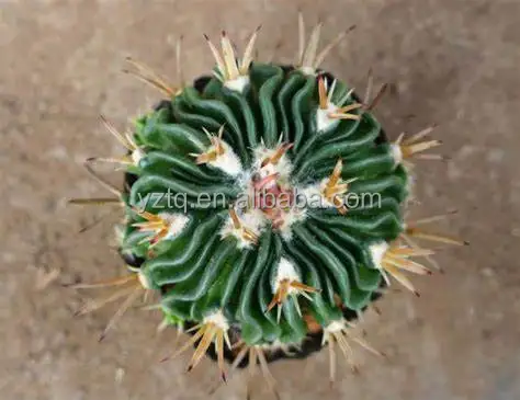 
Wholesale Seeding plant live mini cactus 3-4cm indoor ornamental gardening cactus plant 