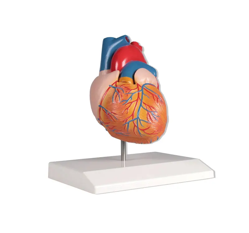 YA/C022 Heart model, life size, 2 parts