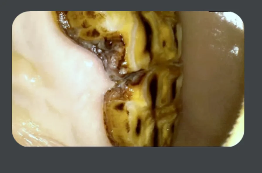 YD-UE100 Digital HD oral endoscope USB VIDEOSCOPE Horse dental examination equine dental equipment equine veterina