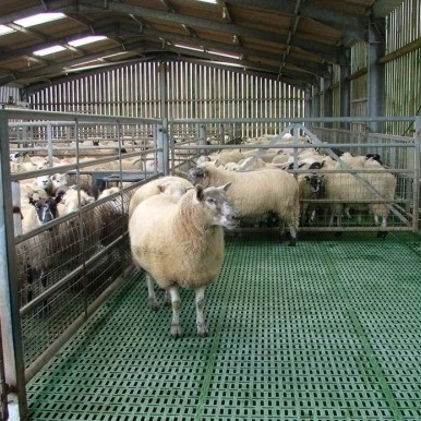 Goat Sheep Steel Structure Farmhouse