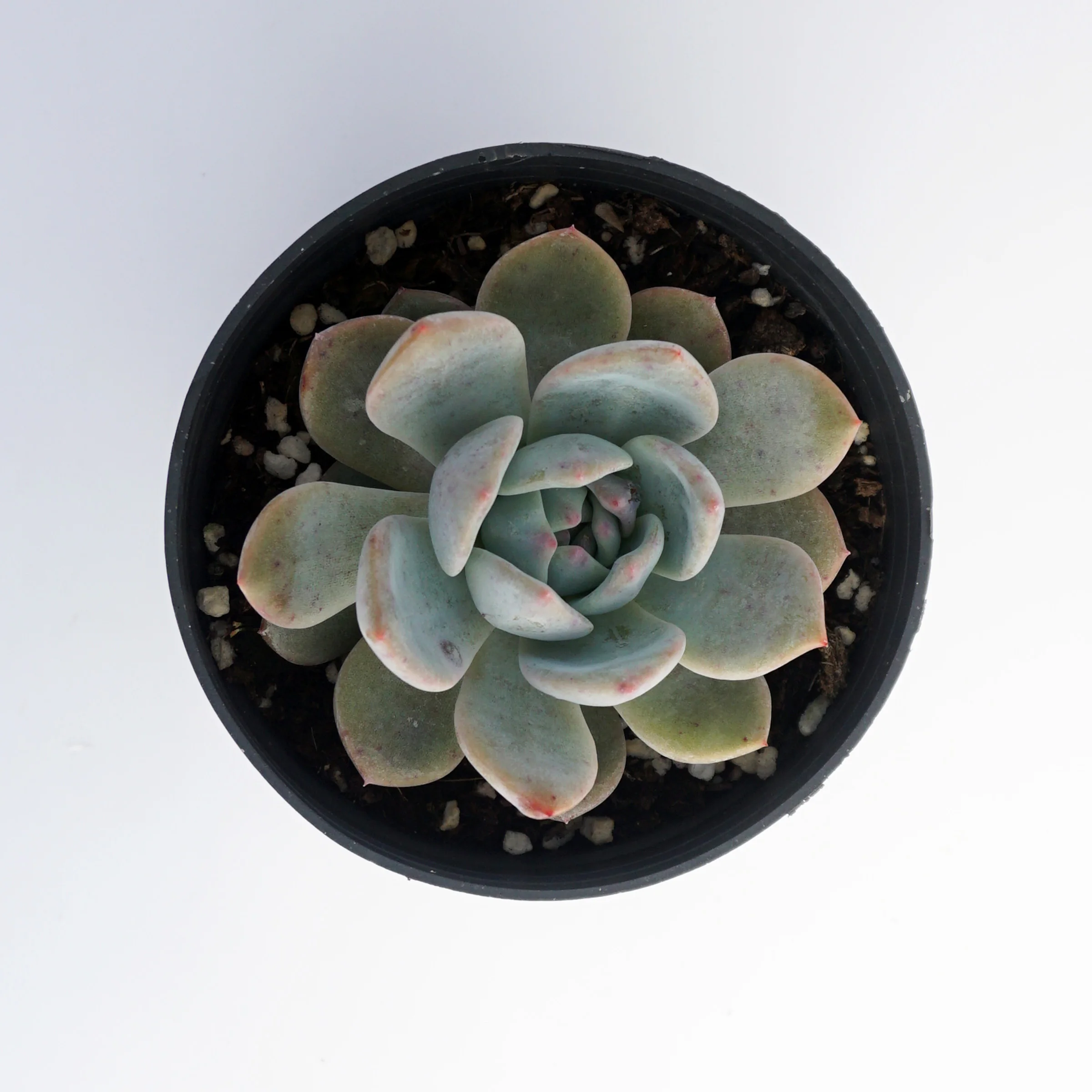 factory direct supply High Quality suculentas natural variegated echeveria rare succulent plants