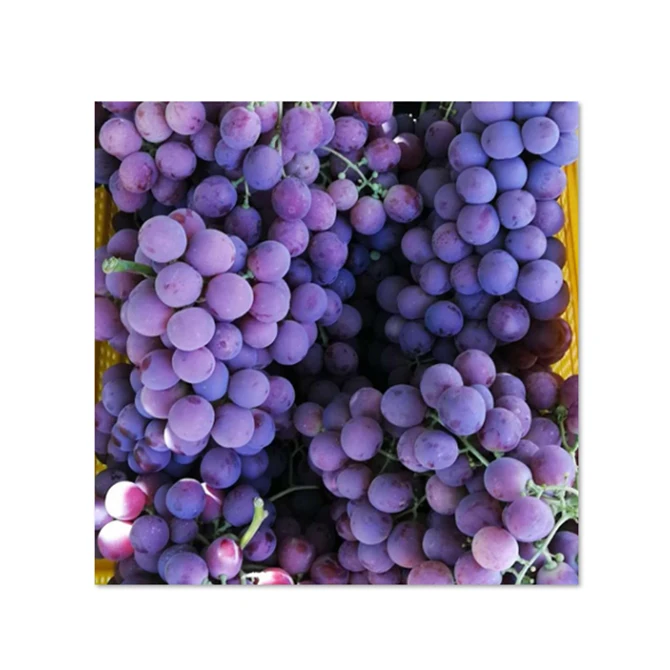 High End Delicious Fresh Vine Fruit Sweet Red Grapes For Sale