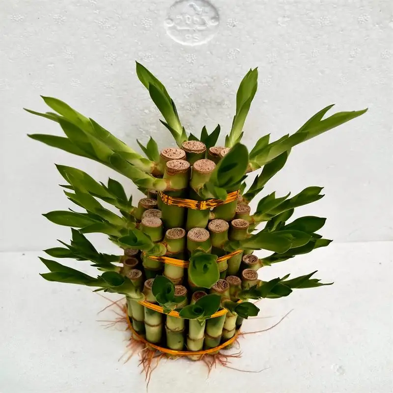 
Indoor layer Bamboo Factory Lucky Bamboo tower dracaena sanderiana Plant 