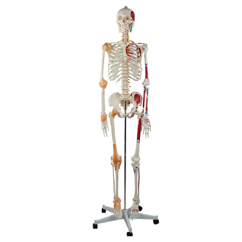 2024 Hot selling products Halloween Decorations Plastic Life Size Full Body Realistic Gear Human Skeleton emergency medical supplies