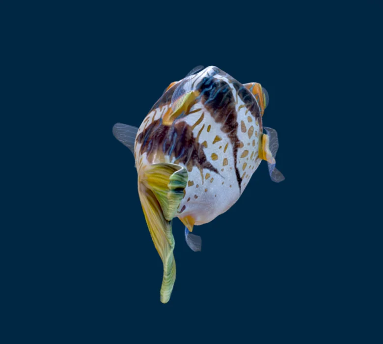 Ocean Animals Colorful Fish Original Customize Cartoon Figures Design Shark Stuffed Models Museum Park Kids Toys