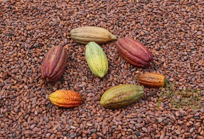 Dried Raw Cacao Shell Cacao Husk from Peru