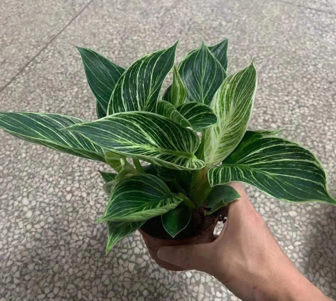 Wholesale high quality Philodendron Birkins ornamental live plant bonsai for decorative foliage plant