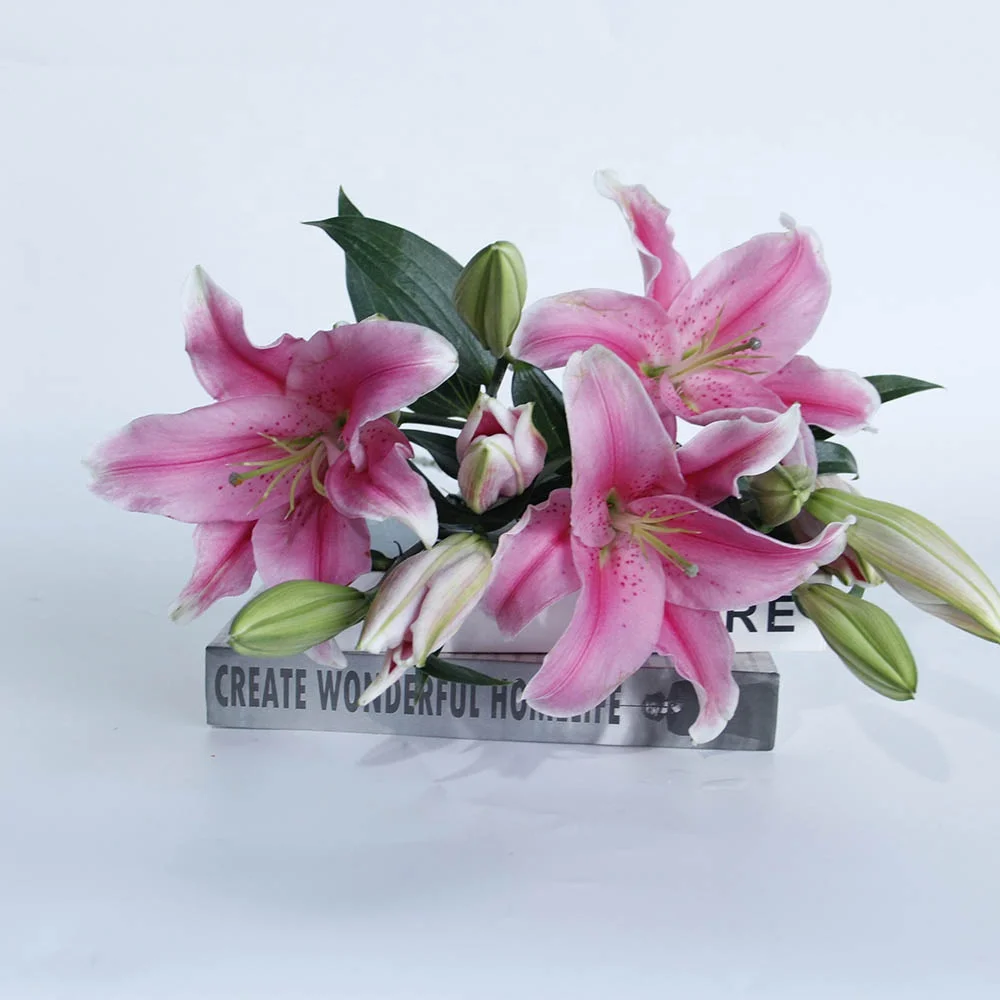 Made in China Wholesales Decorative Fresh Cut Floral Unique Bouquet Lilies Black Beauty Lily Buddhist Worship for Wedding Gift