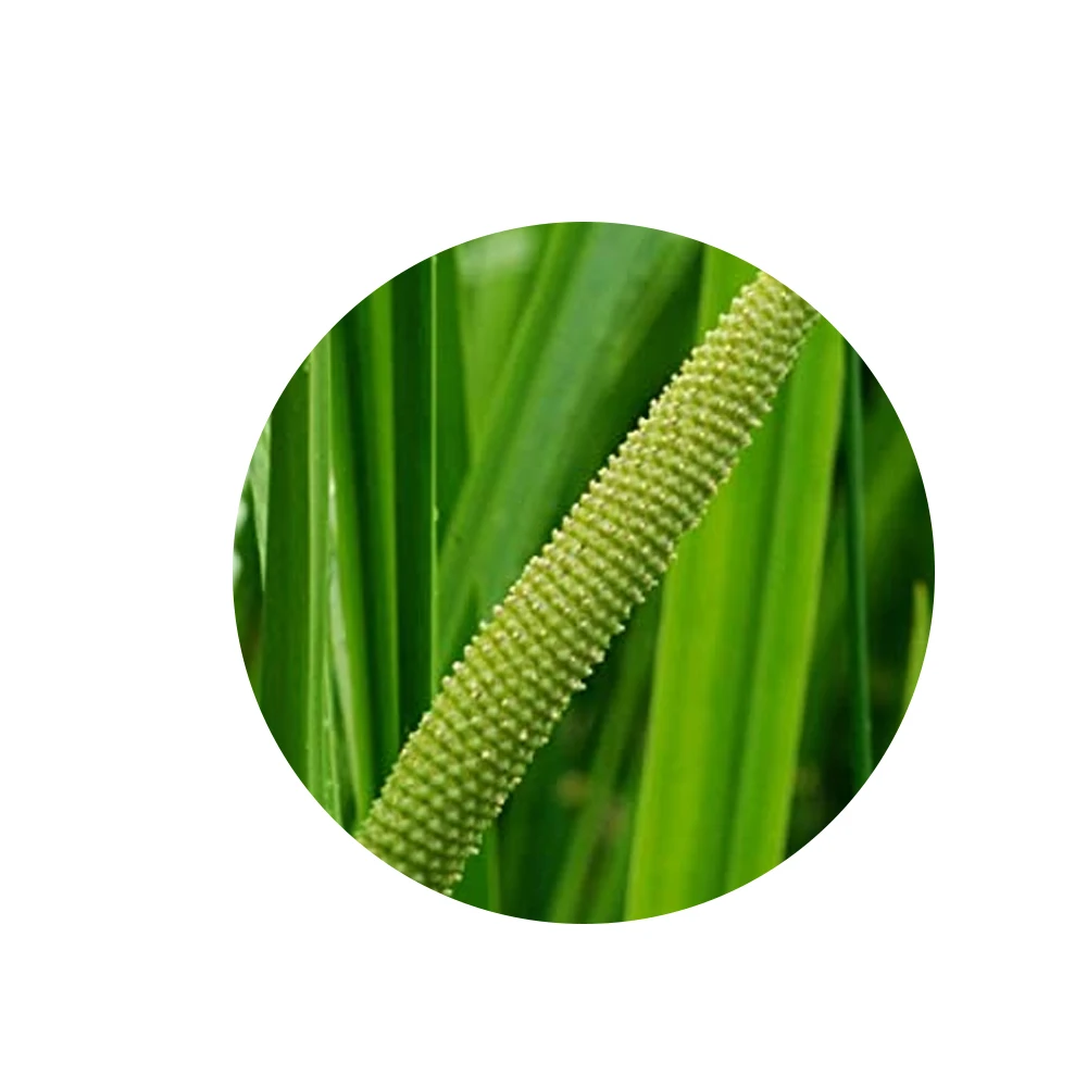 Best Quality Natural and Pure Calamus Essential Oil helps in Improving Digestive System at Affordable Price