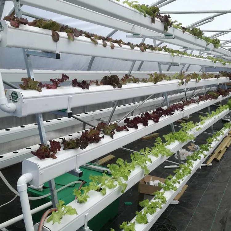 Smart Farming Agriculture Commercial Green Houses Plastic Film Greenhouse Tunnel Single Span Greenhouse