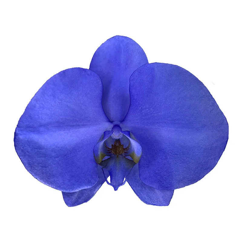 Low Price Sale Taiwan Ice Lake Indigo Orchids  Fresh Cut Flowers