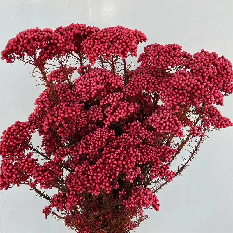 Small Reed Ozothamnus Millet Dried Flowers Bunch Bouquet Natural Arrangement Preserved Rice Flower for Wedding