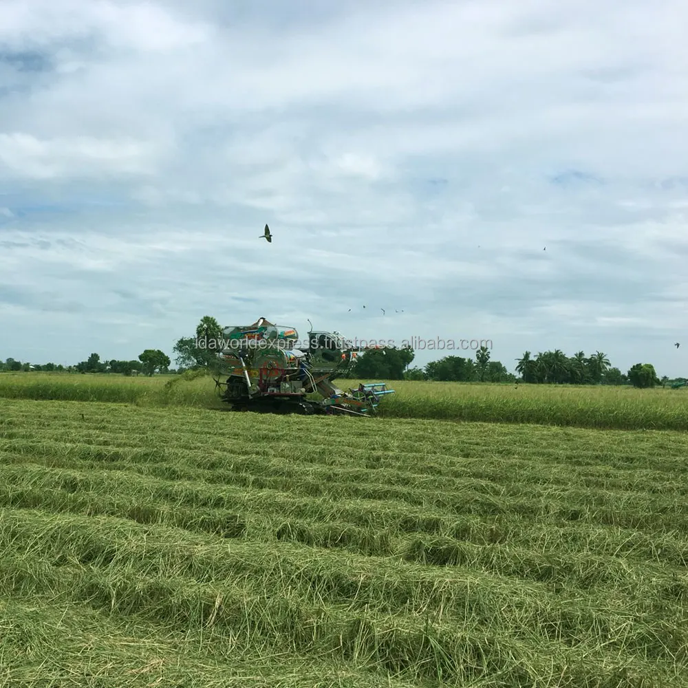 
Thai Hom Mali Rice Healthy Thai Rice More Benefit Than Brown Rice 