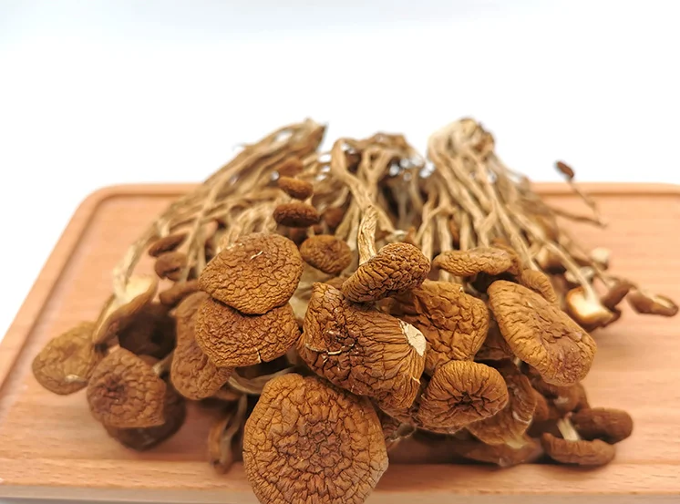 High Quality Dried Tea Tree Mushroom Hot sale dry Tea tree mushrooms