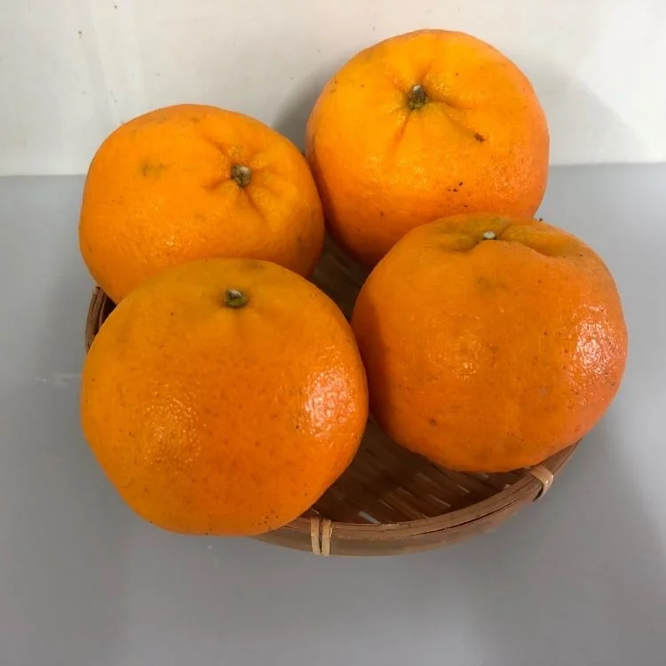 Fresh mandarin orange price China citrus honey ponkan mandarin sweet and juicy fresh fruit