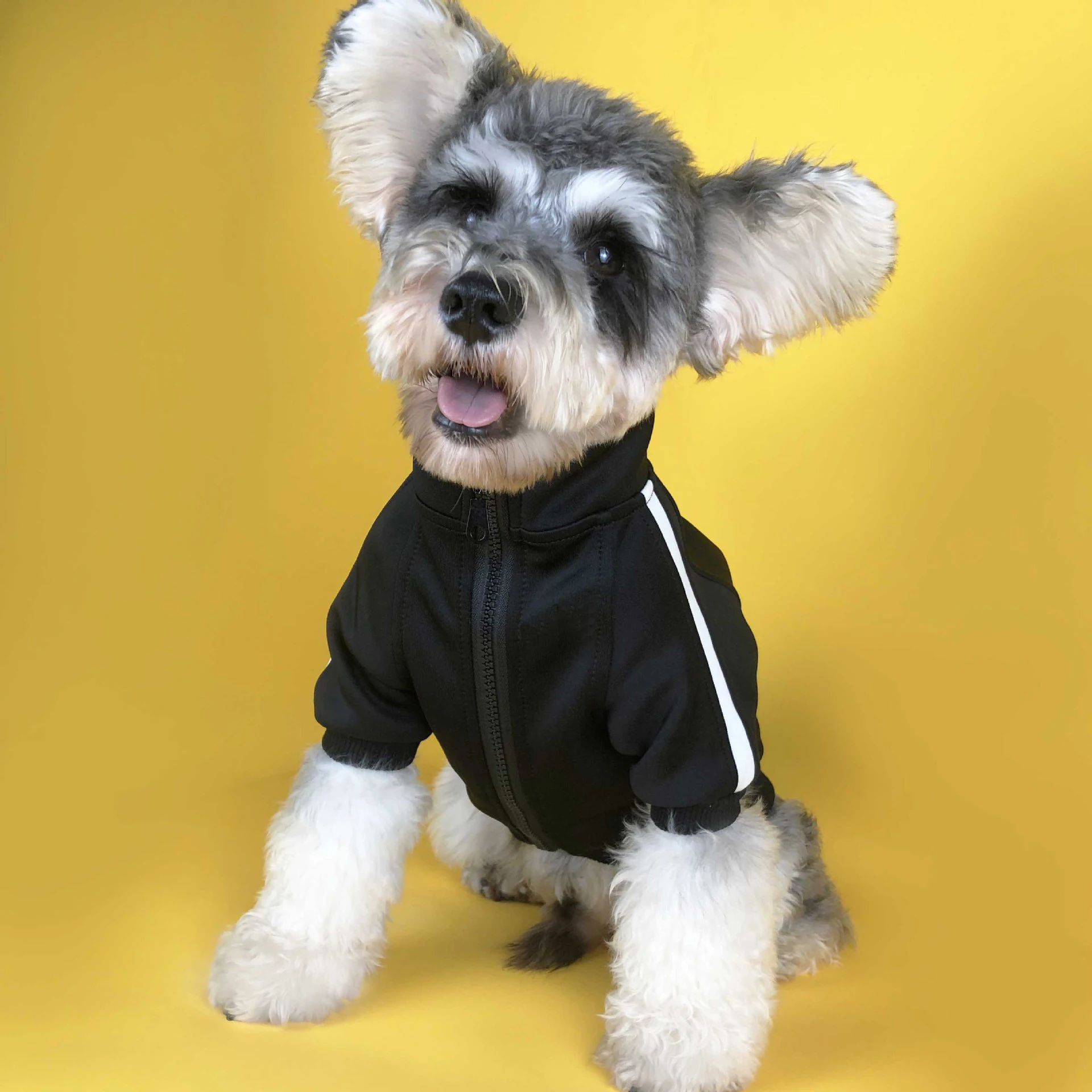 GMTPET Pet Apparel Factory OEM Custom Logo Fashion Dog Bomber Jacket Blank Dog Clothes Sport Pet Clothes