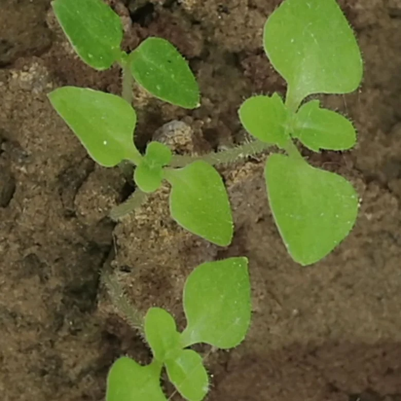 Поставщик резки корней павловнии для посадки деревьев