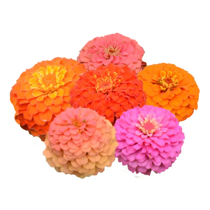 Смесь цветных садовых цветочных семян Zinnia Elegans