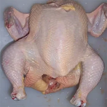 China factory price Perfect Premium Grade Frozen Whole Chicken  Quality  Frozen Whole Chicken and Parts Frozen Whole Chick