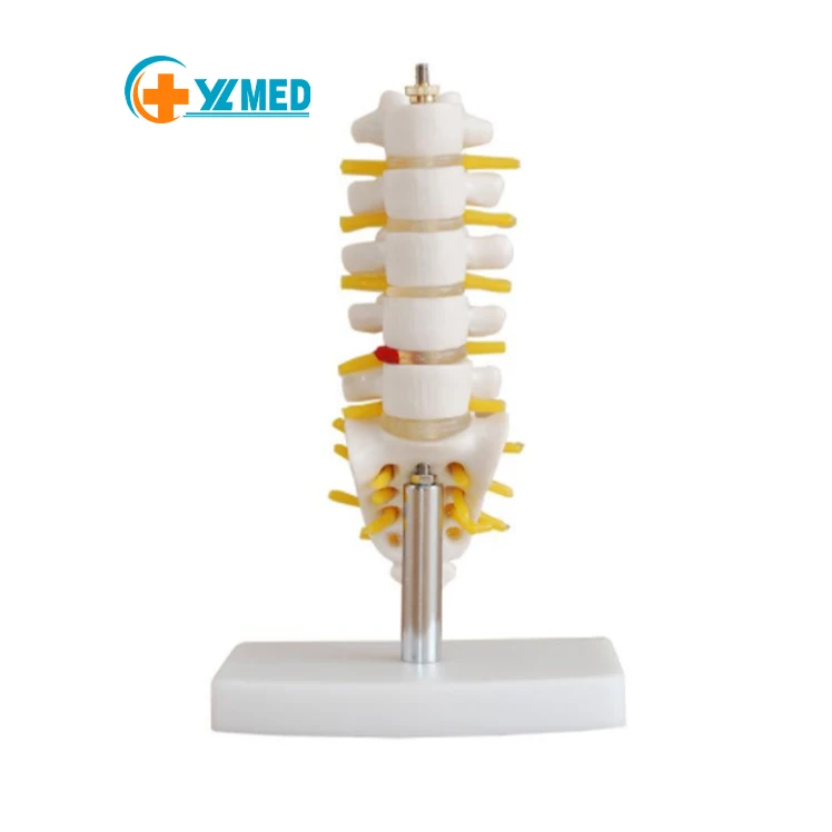 Медицинские товары преподавания в натуральную величину пластиковый таз с 5 шт. позвонков человеческий скелет АНАТОМИЯ МОДЕЛИ подставкой
