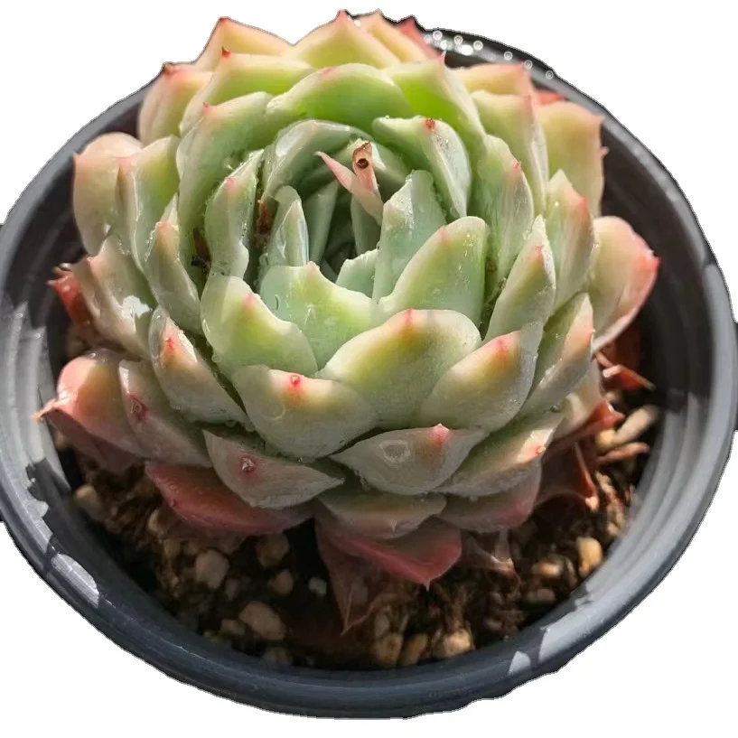 
wy32 Echeveria Jeongwol Live Plant Natural Succulents Woody Plants indoor plant 