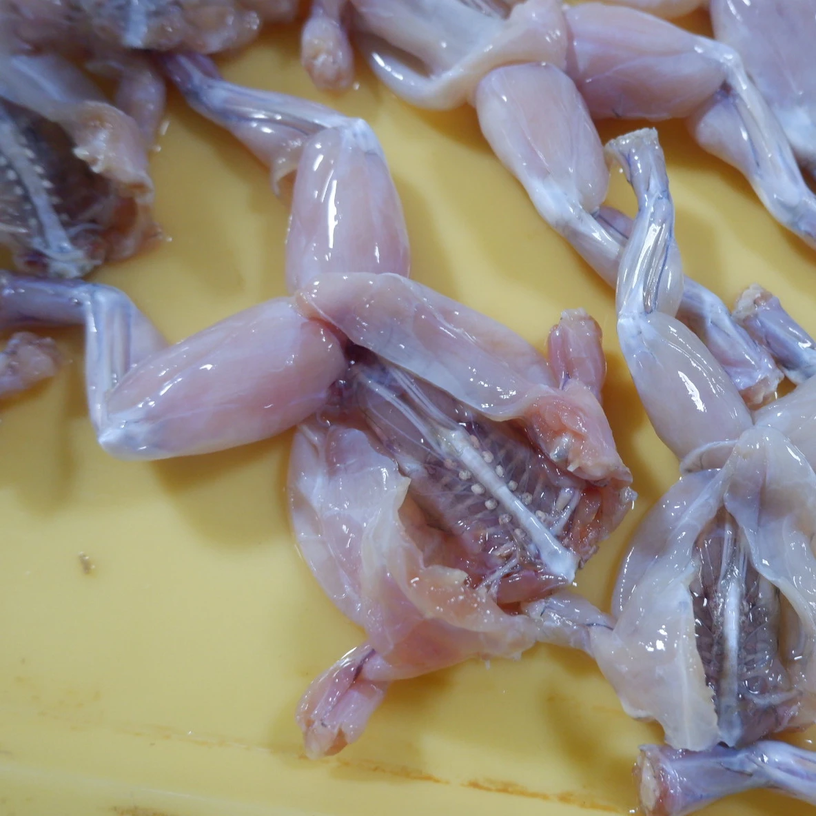 Wholesale China Zhuhai frozen frog legs frog meat with vacuum packing