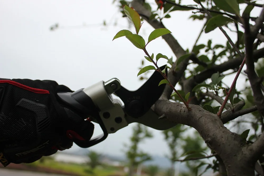 Professional Cordless Electric Pruner Scissors Battery Powered 36V Telescopic Tree Long Reach Pole Pruner Shear