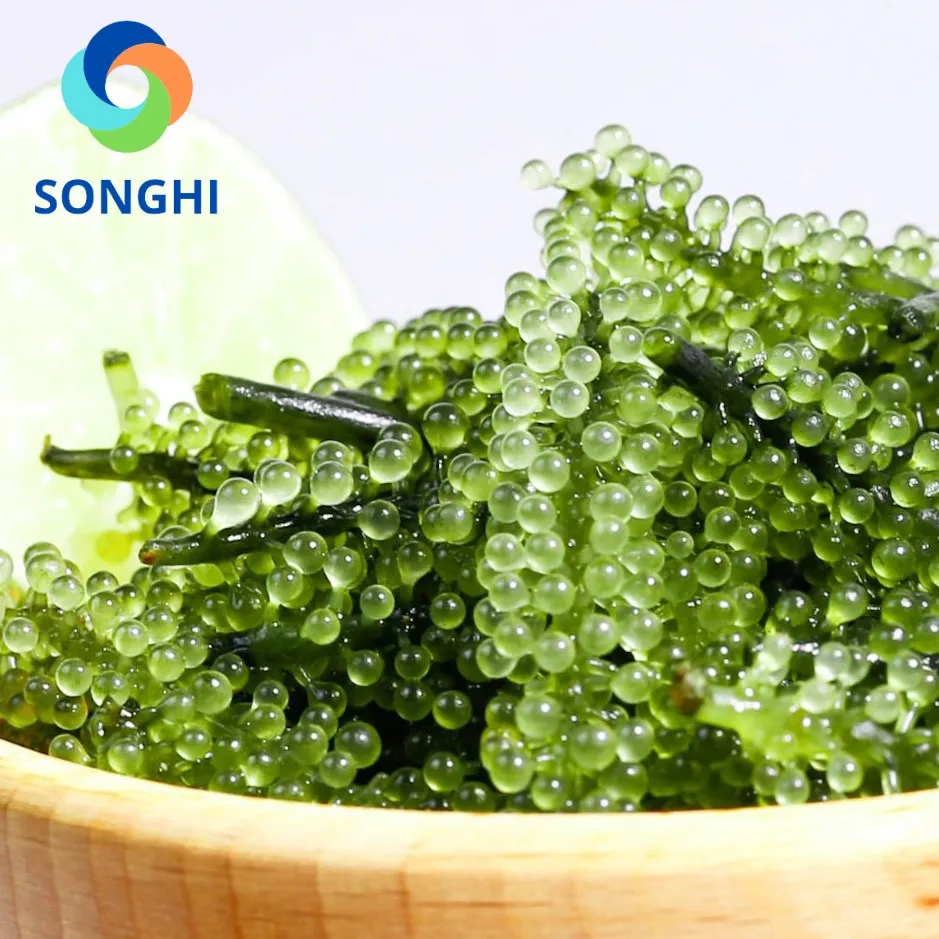 Морской виноград, зеленая Икра, водоросли, обезвоженные, высшего качества из Вьетнама, для оптовой продажи, картонная упаковка