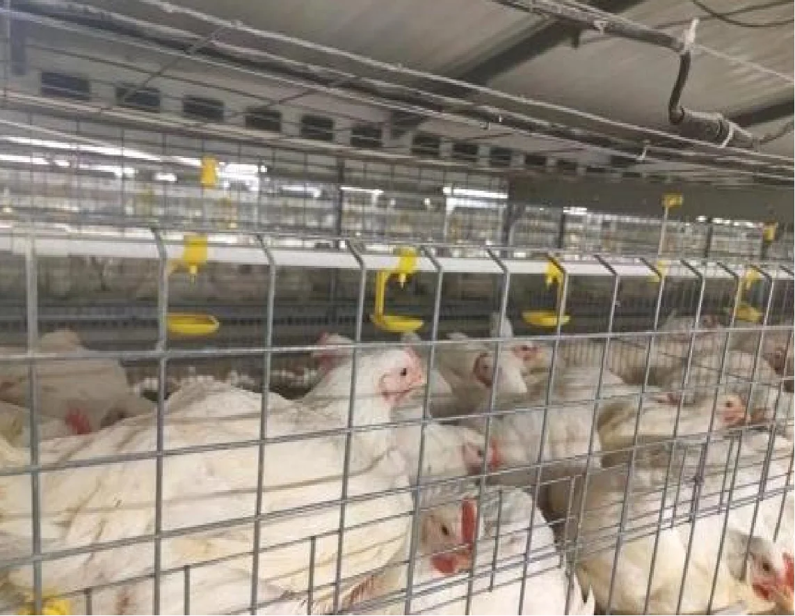 High Quality Automatic Chicken Cage System Laying Hen Broiler Chicken Cage For Chook House