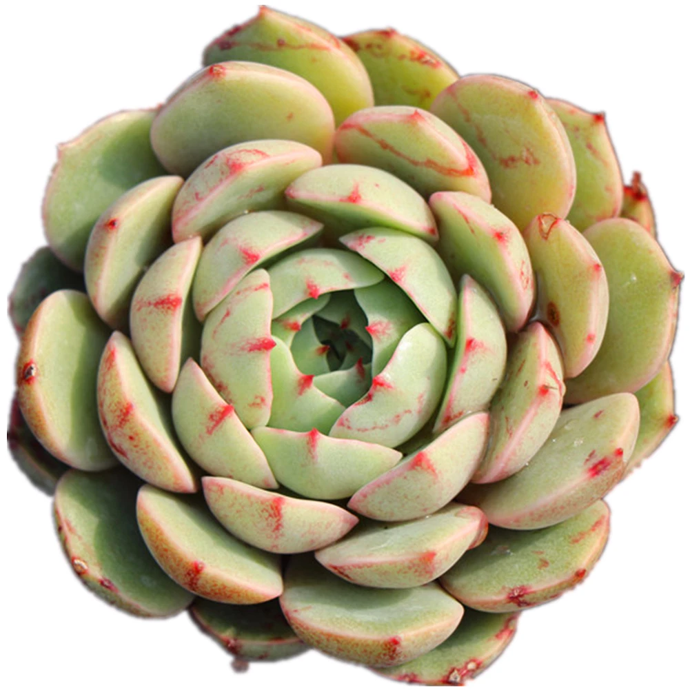 
Ben Badis natural plantas gorgeous ornamental plants mini echeveria for living room decor live plants 