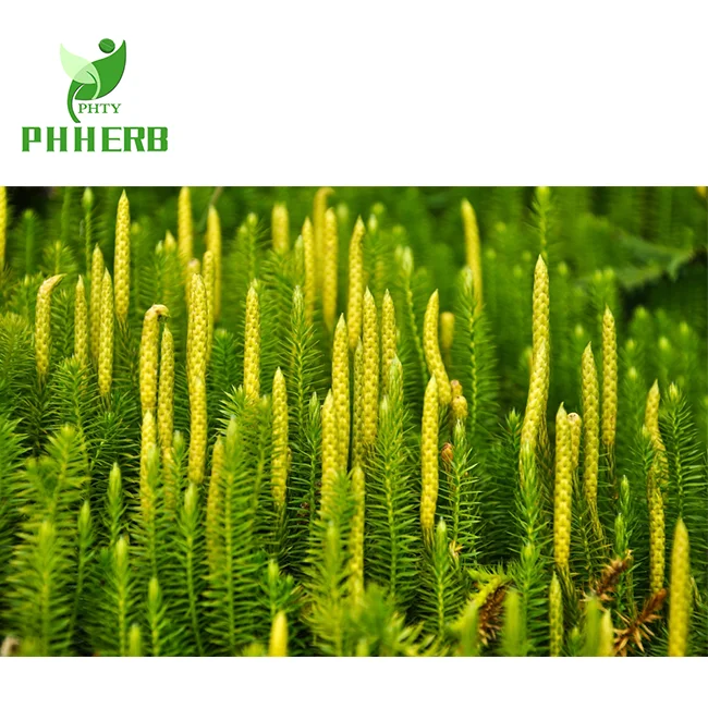 
Factory supply light heavy lycopodium spore powder common club moss dragon breath powder 