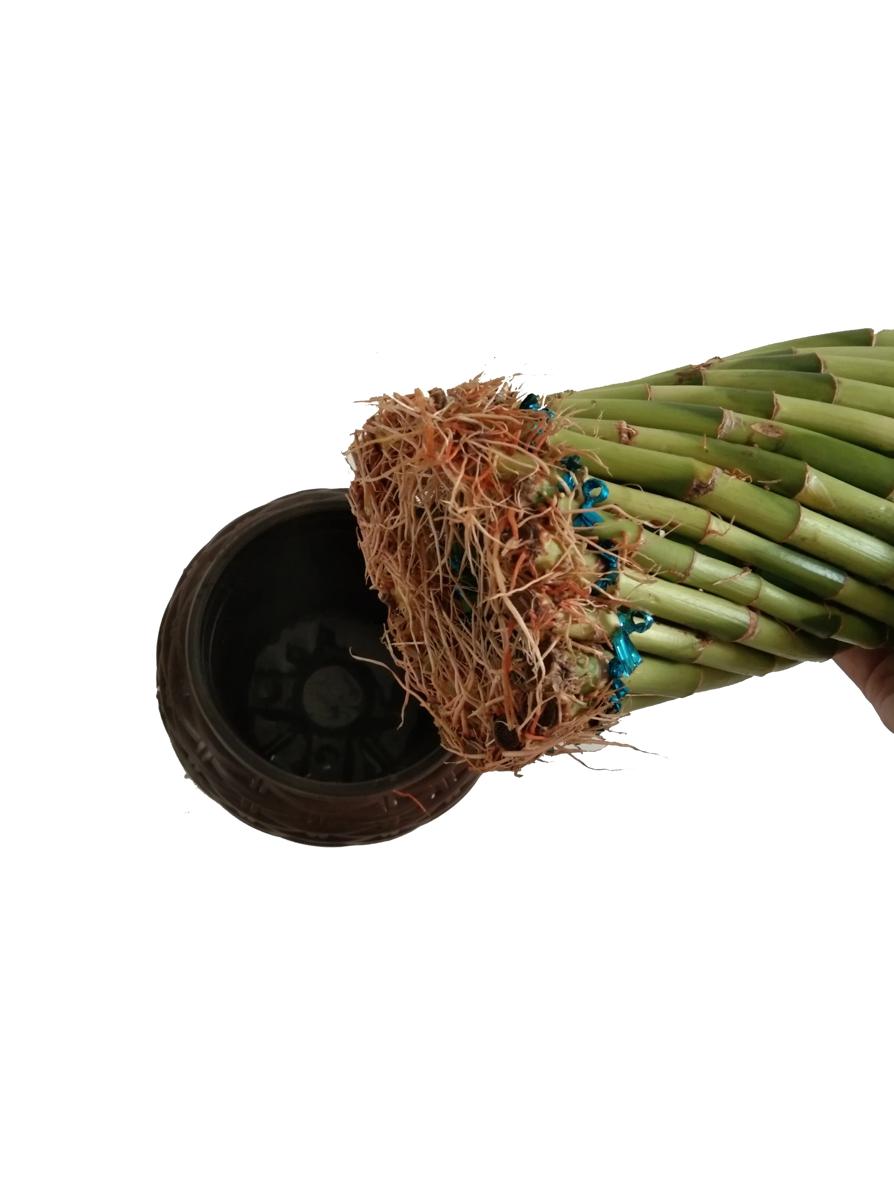 
Green Fengshui wheel lucky bamboo with good quality Zhanjiang 