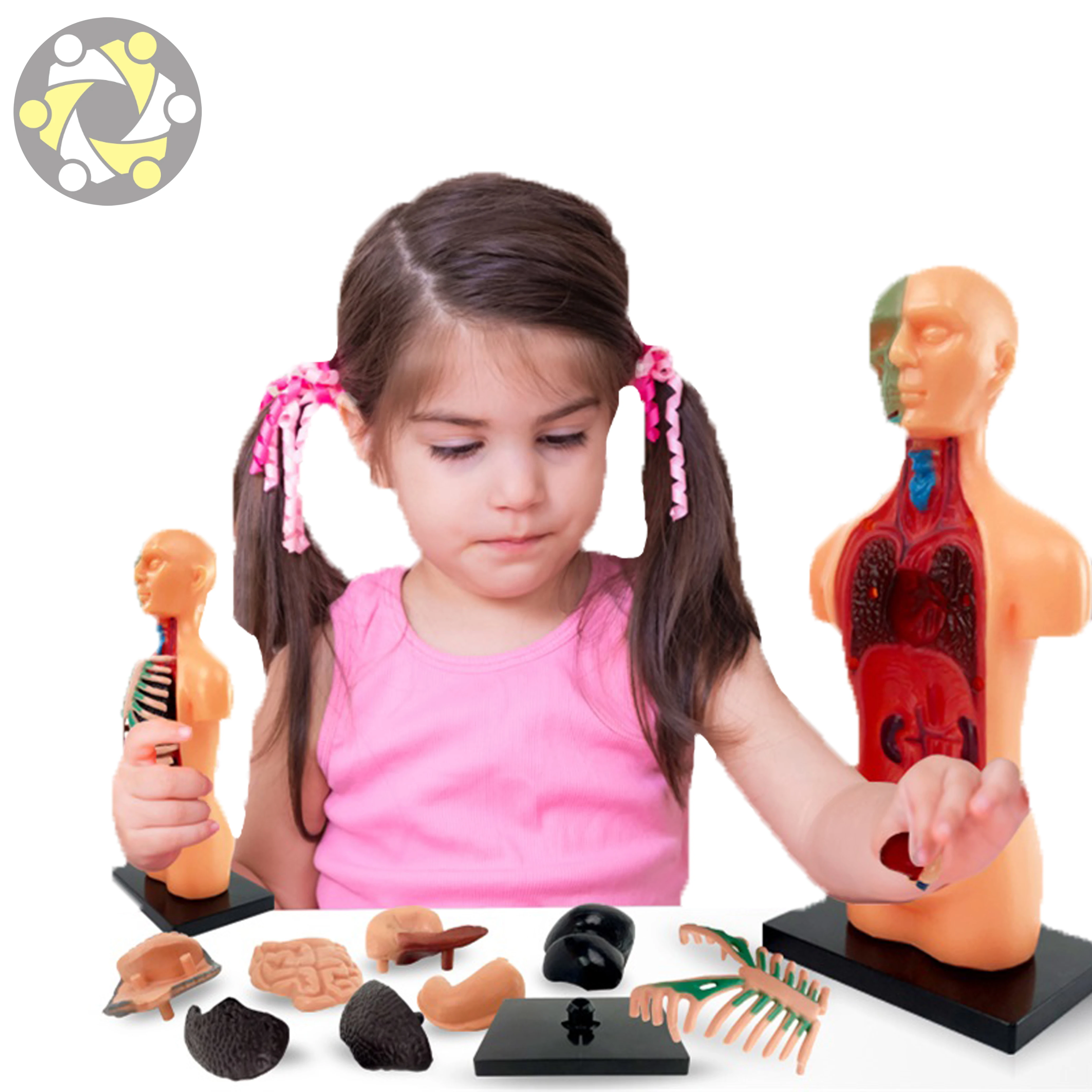 Human Body Assembly Model Science Education Toy