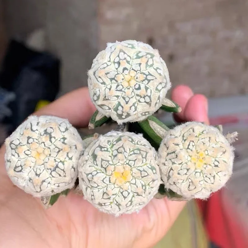 A stro grafed cactus wholesale Mini Real Cacti Live Cactus Succulent Plants indoor plant