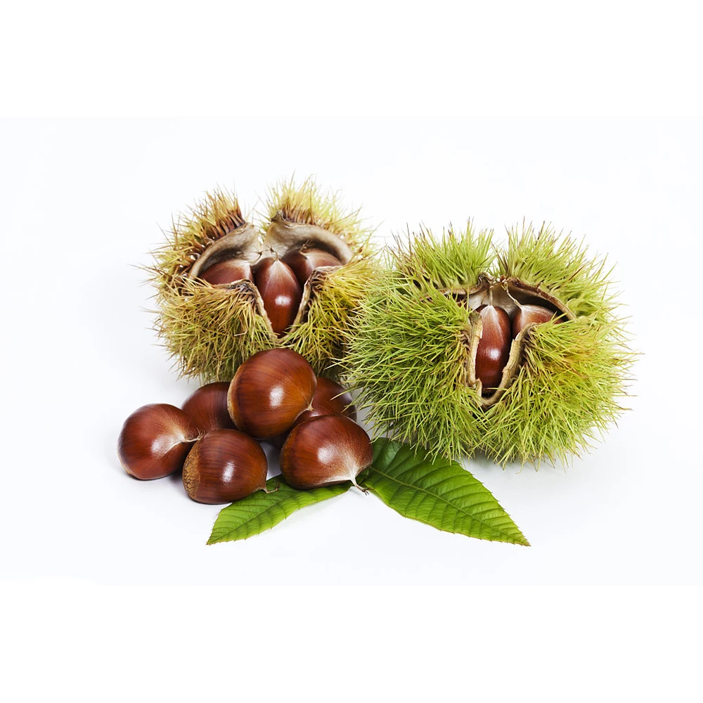 Высококачественный свежий каштан из Китая по низкой