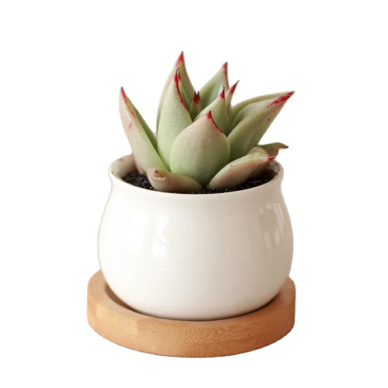 Flower Pots Planters Pottery  Pot Tray White Square Ceramic Succulent Cheapflowerpots Taizhou Succluent Potes Ceramic Mini Pots