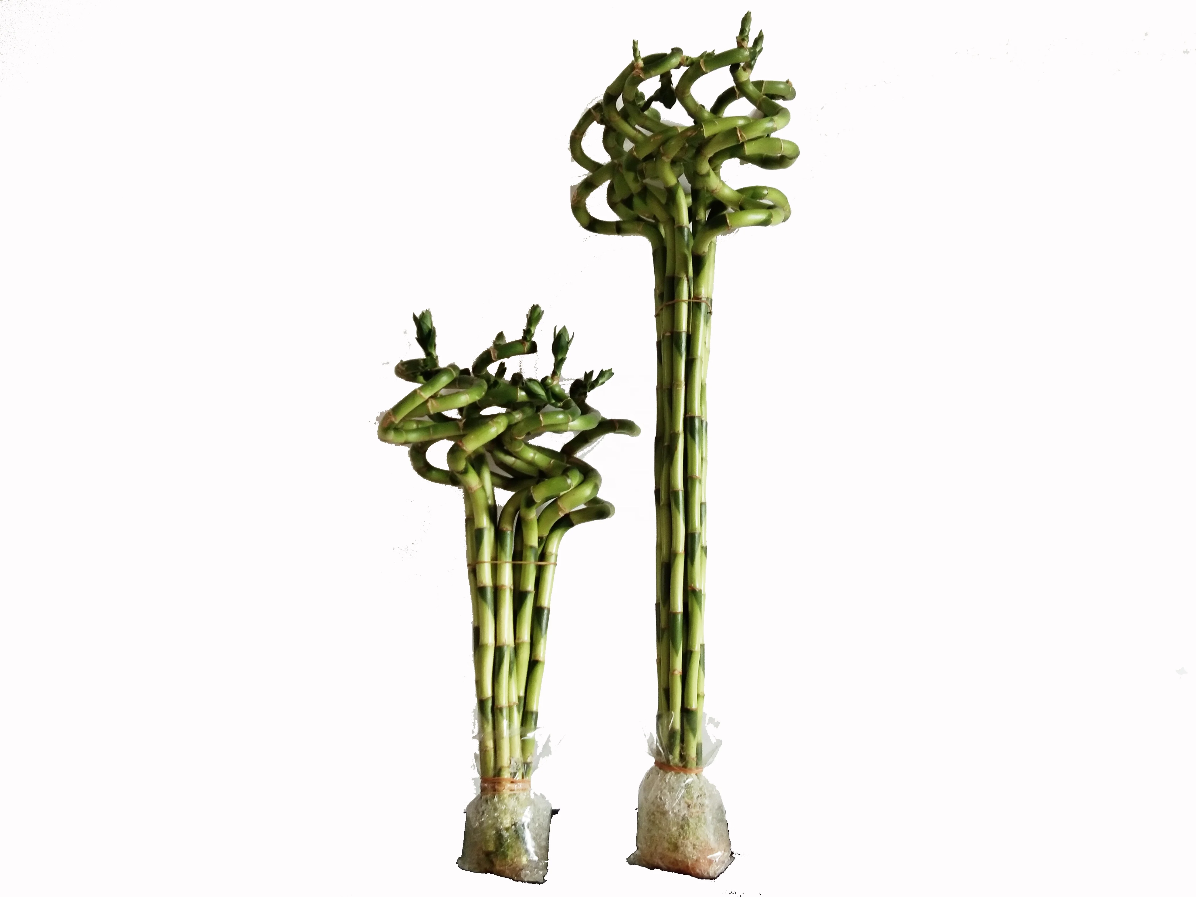 Зеленая спираль счастливое бамбуковое растение драцена сандриана хорошего качества Чжаньцзян