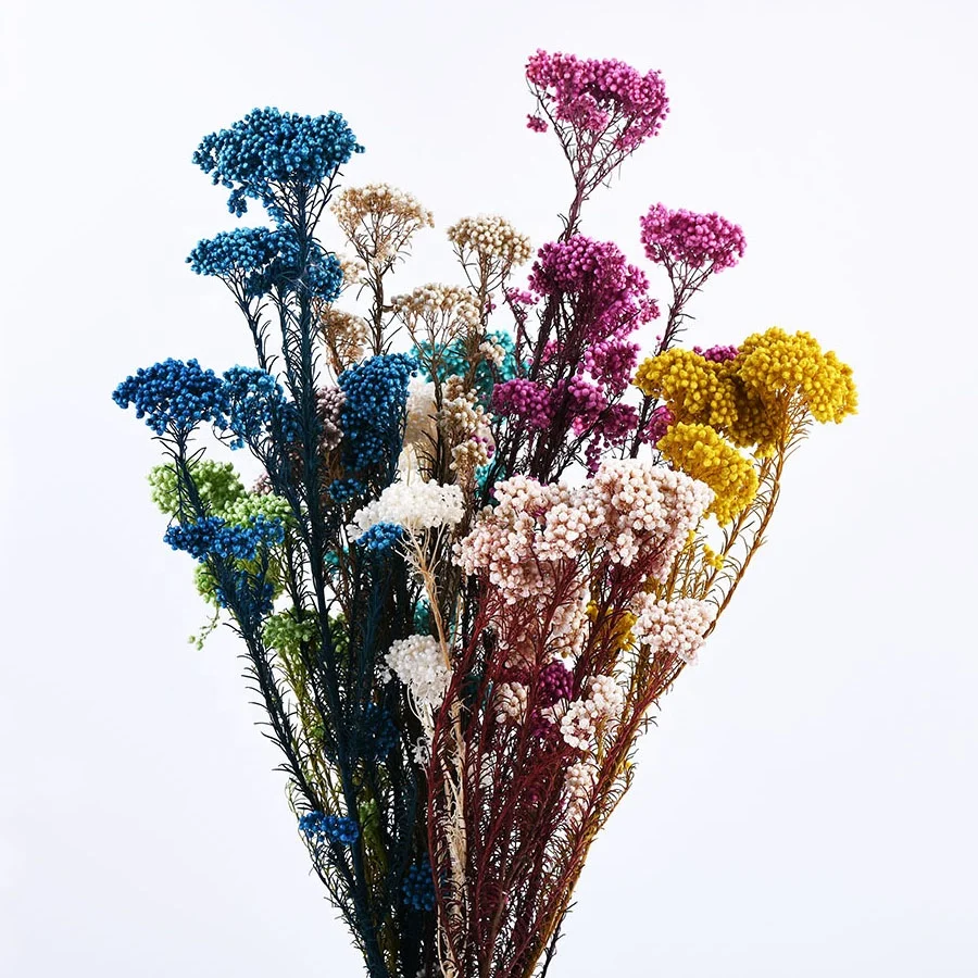 Small Reed Ozothamnus Millet Dried Flowers Bunch Bouquet Natural Arrangement Preserved Rice Flower for Wedding