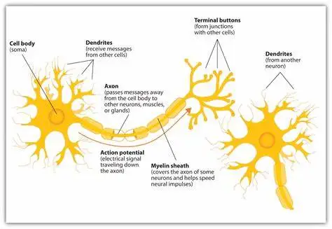 Scientific Human Anatomy - Neuron Model 2500-fold Magnification of Neuronal Cell Body and Nerve Fiber Structure Amplification