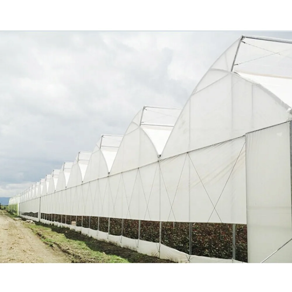 Argentina Projects Installed Commercial Hydroponic Plastic Film Green House Multi-span Agricultural Greenhouses