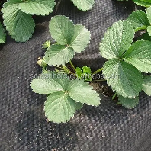 SDM 1%-4% УФ-гидрофильный полипропиленовый нетканый барьер для сорняков 100% тканевый