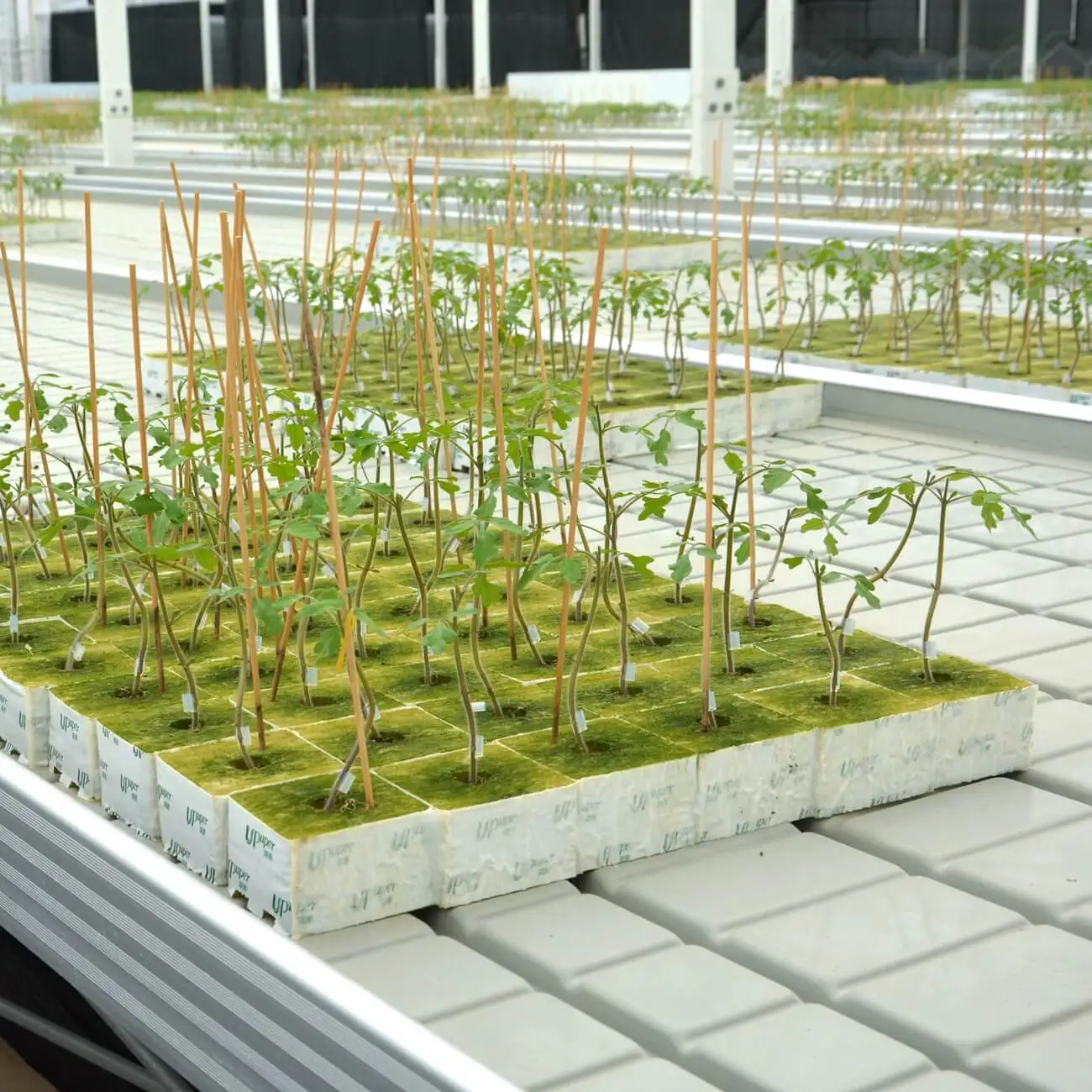 UPuper wholesale manufacturer tomatoes square greenhouse system hydroponic substrate grow bags for plants